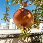 Villa Palazzo P D'ajmo - Dimora Storica Lecce